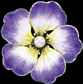 Mint Condition Enamel Flower